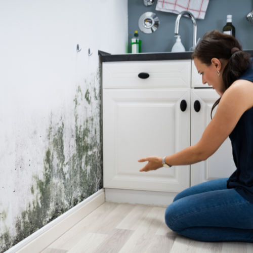 When is Professional Mold Remediation Necessary? Understanding the Risks