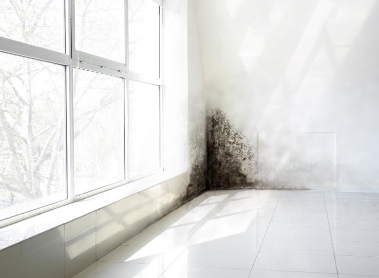 Mold Removal